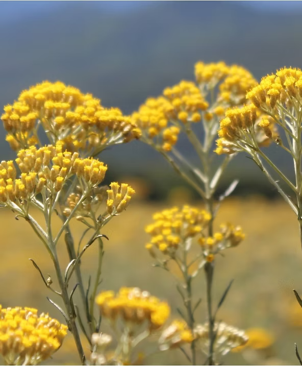 EAU DE TOILETTE ISULA - IMMORTELLE CORSE