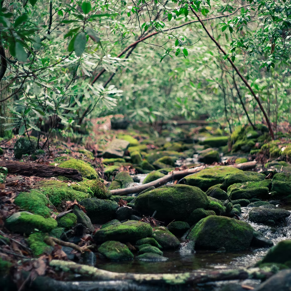 EAU DE PARFUM ISULA - BAUME DE LA RIVIÈRE
